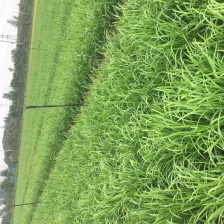 寿光韭菜，超市，酒店，烧烤店，火烧长期发货全国，欢迎咨询