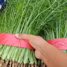 精品茴香电商供货量大从优