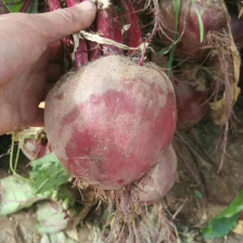 供应红甜菜，紫甜菜，红甜菜根，红菜头，紫嘎达