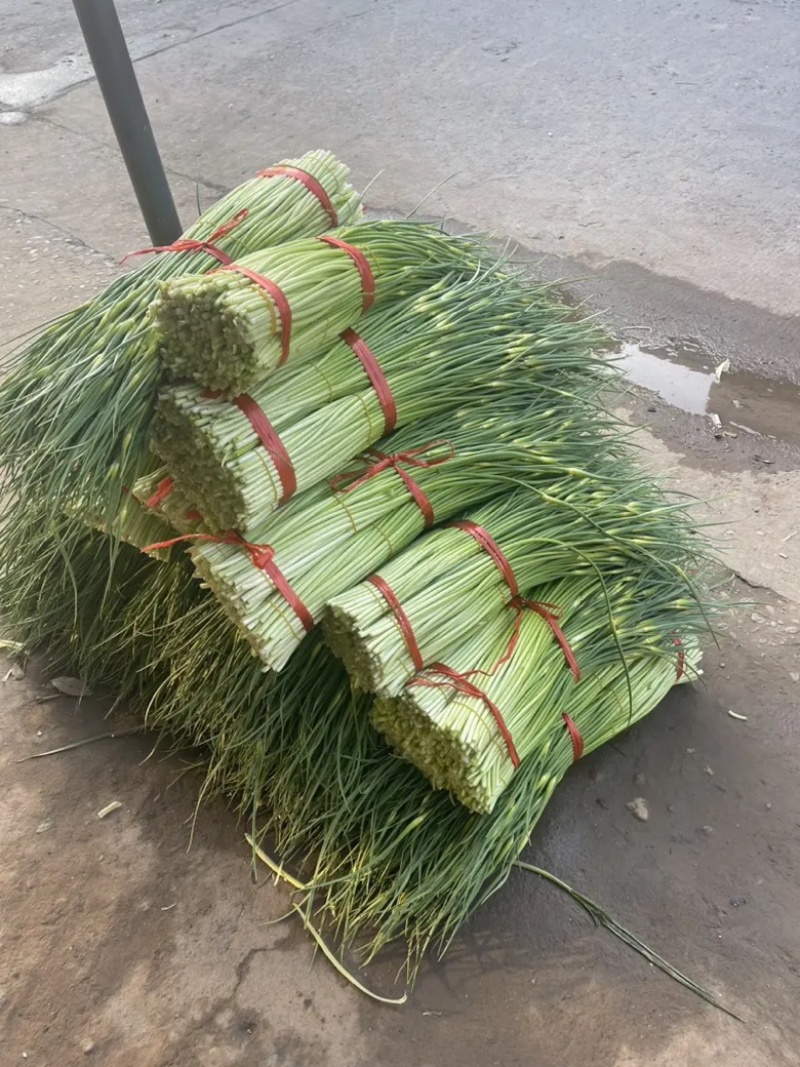 蒜薹 白帽蒜苔 湖北蒜薹 供应各大市场 电商 商超 品质保证