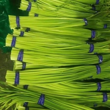蒜薹 白帽蒜苔 湖北蒜薹 供应各大市场 电商 商超 品质保证