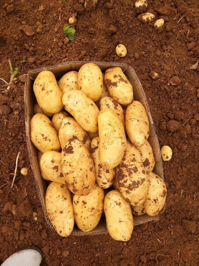 丽薯6号土豆，白皮白心，果型不错，色泽光亮