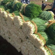 山东小香葱大量上市对接电商农贸商超支持全国物流发货