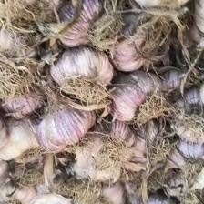 紫皮把子大蒜大量现货供应需要的联系价格美丽个头大质量好