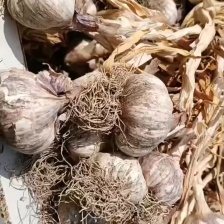 紫皮把子大蒜大量现货供应需要的联系价格美丽个头大质量好