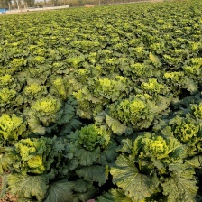 麻叶青白菜，绿川四，北京新三，自产自销，一手货源
