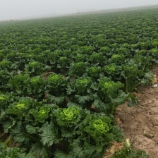 麻叶青白菜，绿川四，北京新三，自产自销，一手货源