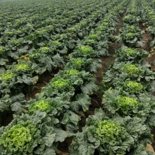 麻叶青白菜，绿川四，北京新三，自产自销，一手货源