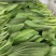 精品青菜，长期供应，保证质量。全国发货