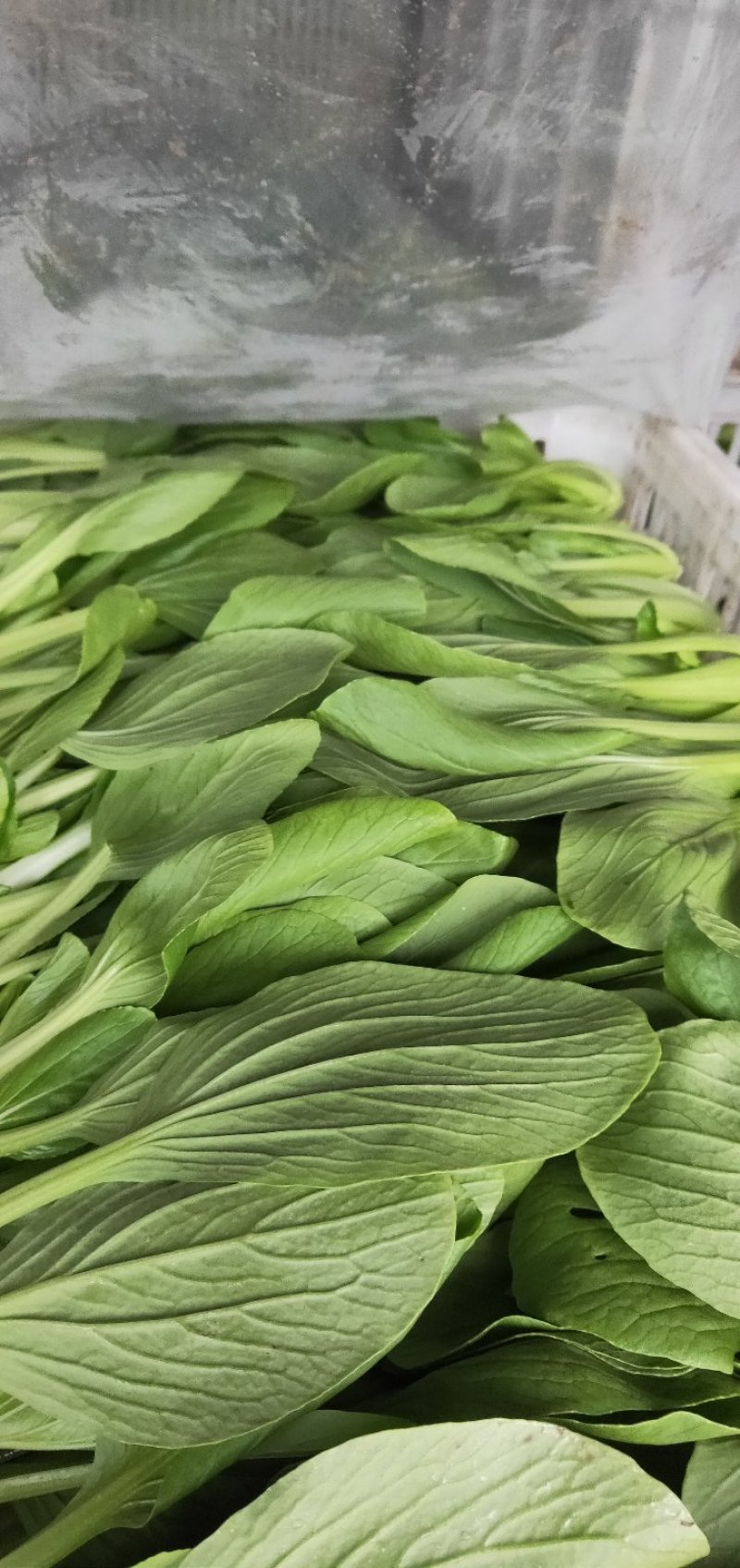 精品青菜，长期供应，保证质量。全国发货