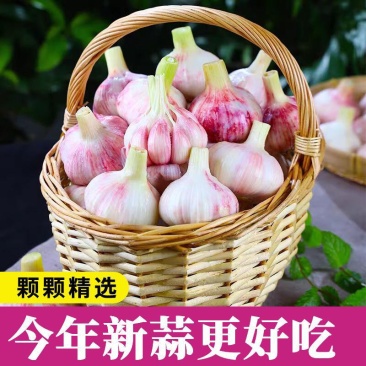 山东红皮鲜蒜紫皮蒜产地现挖现发货可分选一条龙服务可代发货