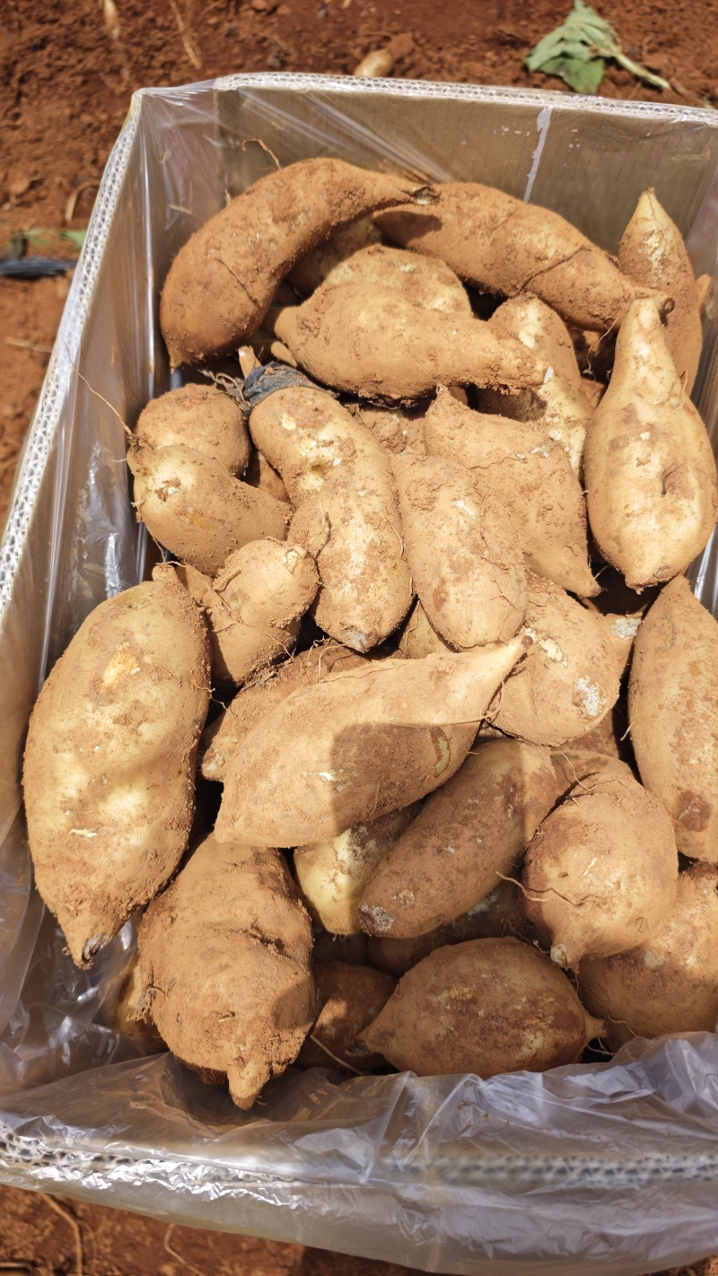 雪莲果 高山红土黄心市场精品社区团购 现挖现发 产地直供