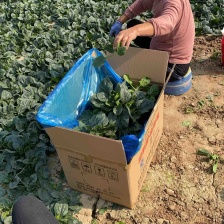 趴地菠菜 产地直发一手货源，品质保证代发全国。