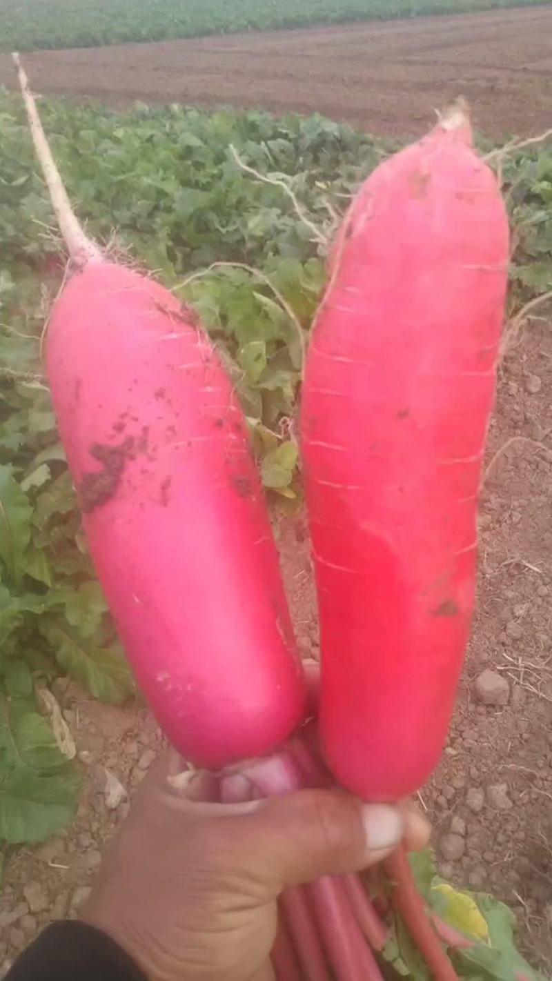 安徽省蚌埠市怀远县精品红皮萝卜，一手货源，基地发货。