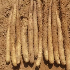 山西精品麻山药大量上市产地直发 价格优惠 欢迎来电洽谈