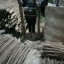 山西精品麻山药大量上市产地直发 价格优惠 欢迎来电洽谈