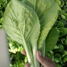 理想奶油快菜，小菜和半结球白菜。