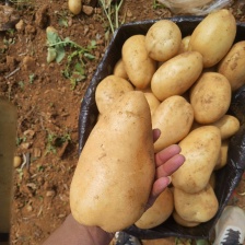 新鲜<font color=red>土豆</font>青岛<font color=red>土豆</font>常年有货 品种齐全 