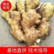 山东生姜 3两以上 带土产地批发全国各地都发货坏烂包赔