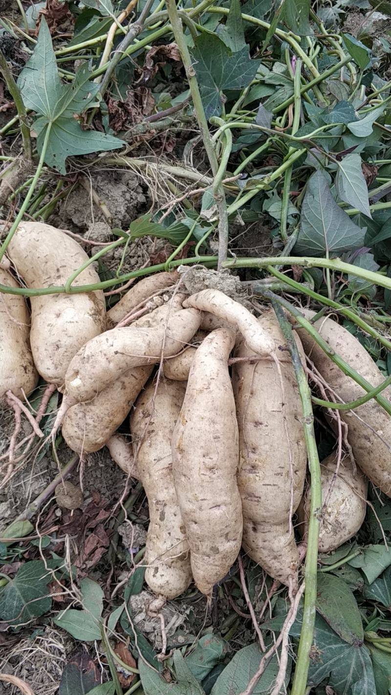 桂经8号，红皮红肉红薯，支持全国各地