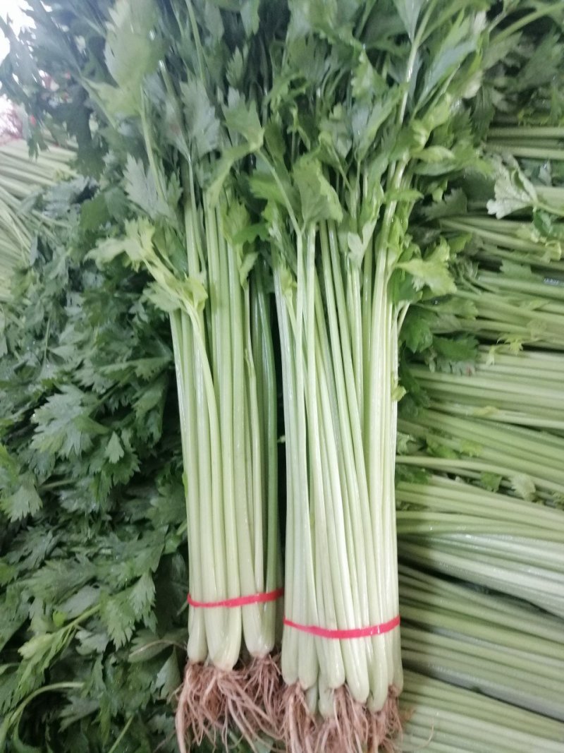 山东泰安，精品香芹，质量杠杠滴，一手货源，提供一条龙服务