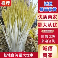 蒜黄 山东产区直发 实力供货 保质保量 对接全国