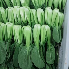 黄飞蔬菜种植购销处