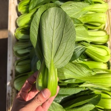 黄飞蔬菜种植购销处