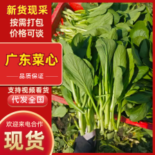 安徽太和县产地，精品大棚快菜，上海青，小油菜，质量很好