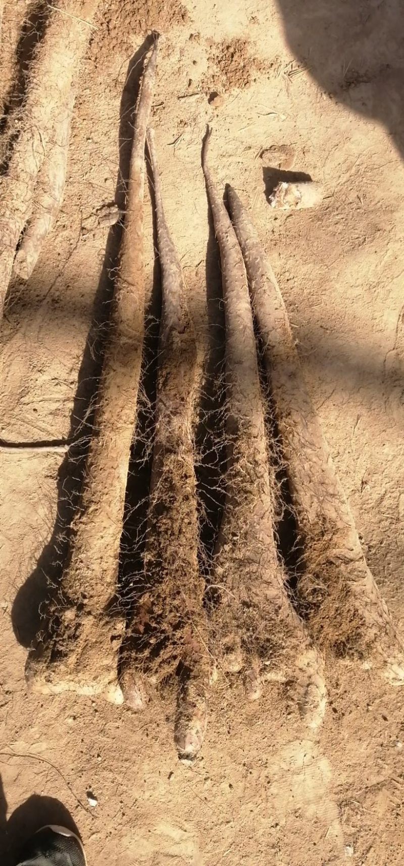 山东精品白玉<font color=red>山药</font>各种电商货咕噜，长条