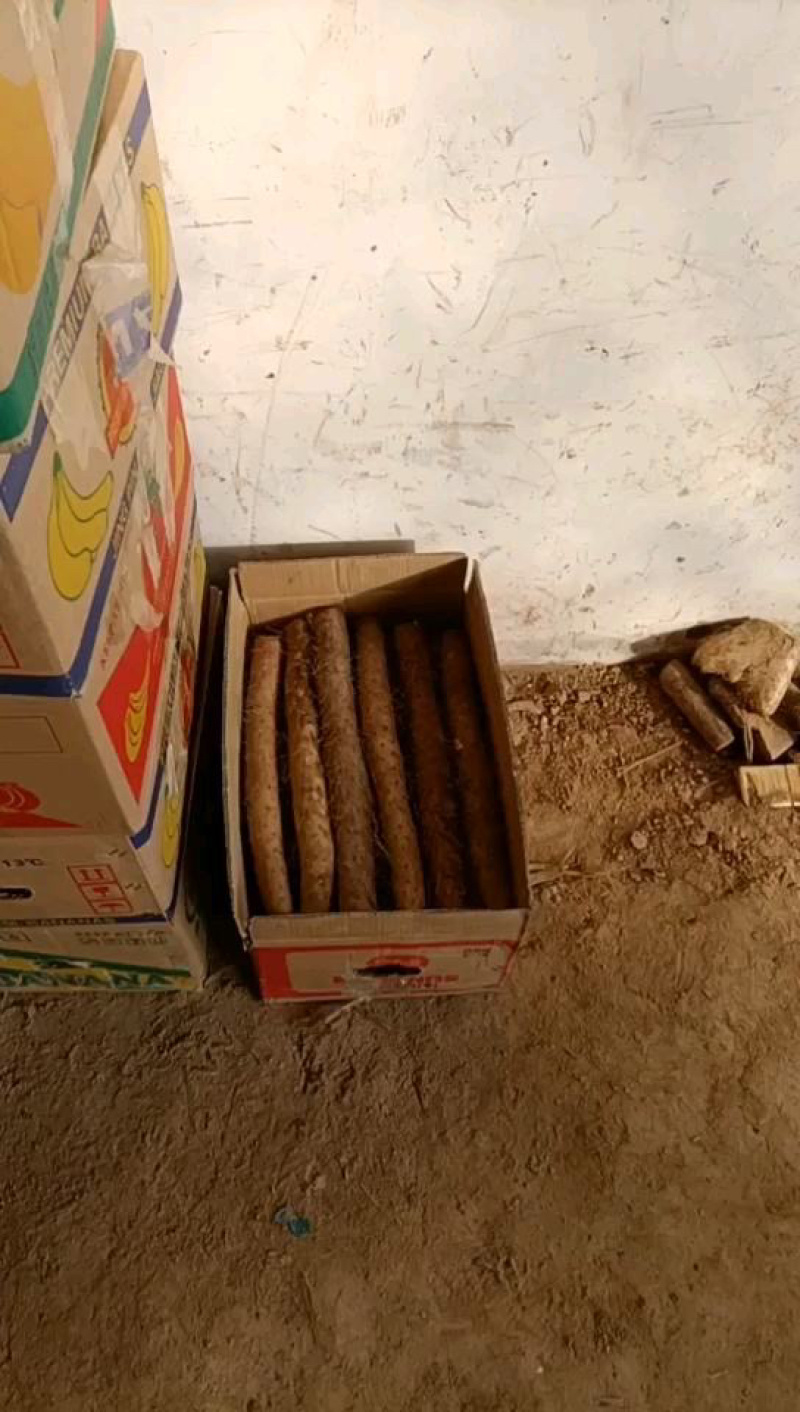 山东精品白玉山药各种电商货咕噜，长条，板子网袋货