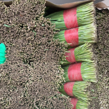 万亩基地韭菜大量现货欢迎各位老板采购