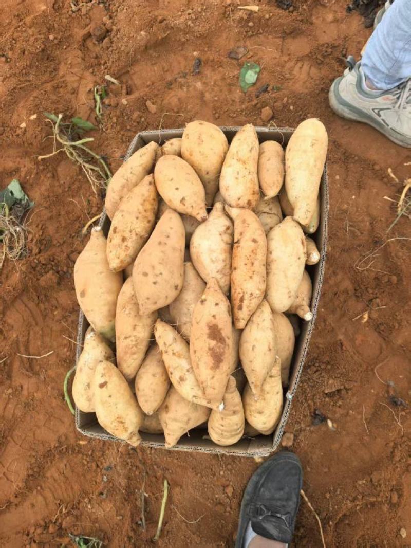 精品人参薯大量供货 现挖现发 支持视频看货欢迎来电洽谈