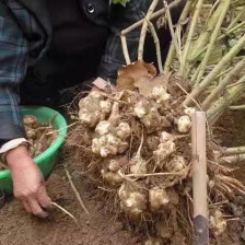 汇鼎中药材种植基地