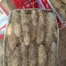 又到一年一次毛薯大量上市 的时间了