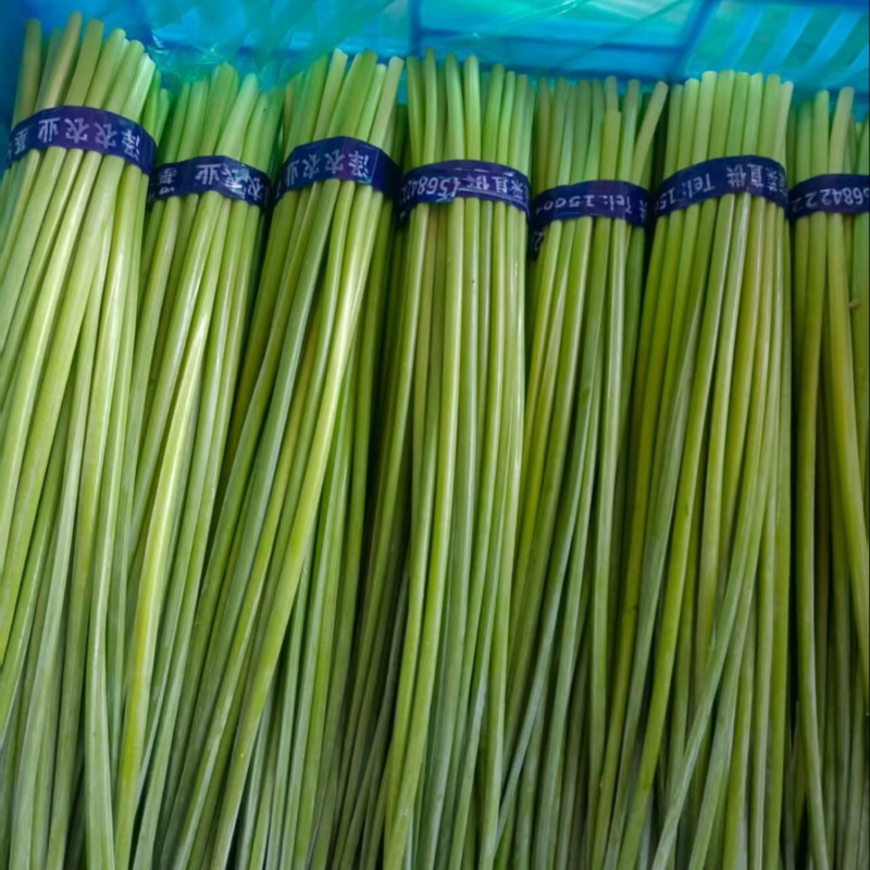 寿光韭菜苔大量出售，质量好价格稳定，新鲜上市。欢迎客户合作