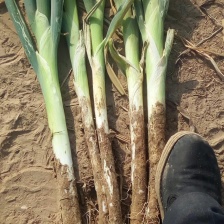 长白<font color=red>大葱</font>