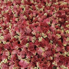 红香椿芽，香味醇厚浓郁，新鲜采摘产地发货。