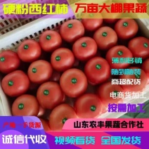 硬粉<font color=red>西红柿</font>山东聊城<font color=red>西红柿</font>质优价廉 商