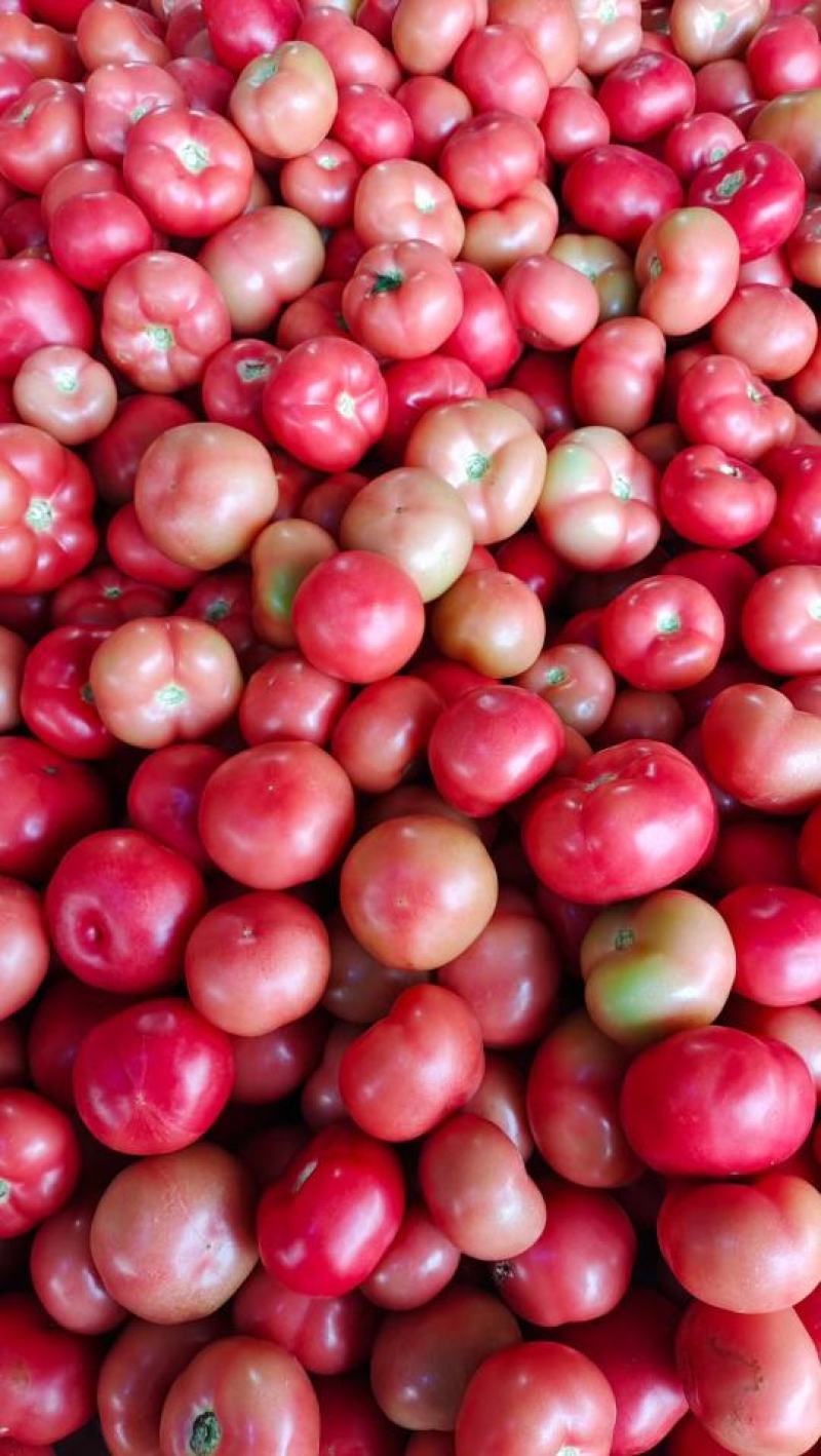 （推荐）精品硬粉西红大量上市，需要的老板提前联系。