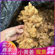 云南小黄姜 窖藏姜 电商~批发~商超全国发货