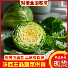 云南牛心甘蓝产地常年供应市场批发电商团购欢迎联系