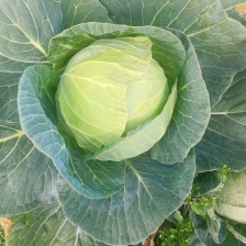 云南牛心甘蓝产地常年供应市场批发电商团购欢迎联系