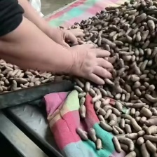 新鲜山葯豆大豆(可以串糖葫芦)河北特