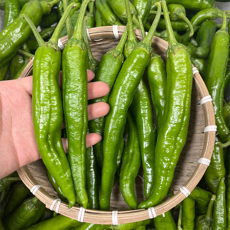 尖椒  杠椒 杭椒 产地看货论价 保质保量 欢迎订购