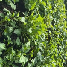 【热销】精品生菜，货源充足，基地直销，质量保证