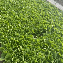 规格齐全奶白菜产地直发量大优惠