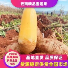 【雪莲果一件代发】货源充足，支持批发 一件代发 电商微商