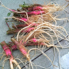 红苋菜 湖北苋菜 产地一手货源 品质保障 量大从优