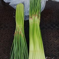 红帽蒜薹 蒜苔，实力保证，全国发货，欢迎各位老板采购下单